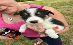 Border Collie dogs for sale: Mid Wales border collie pups  - Image 8