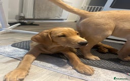 Labrador Retriever dogs for sale: 2 Labrador puppies for sale  - Image 8