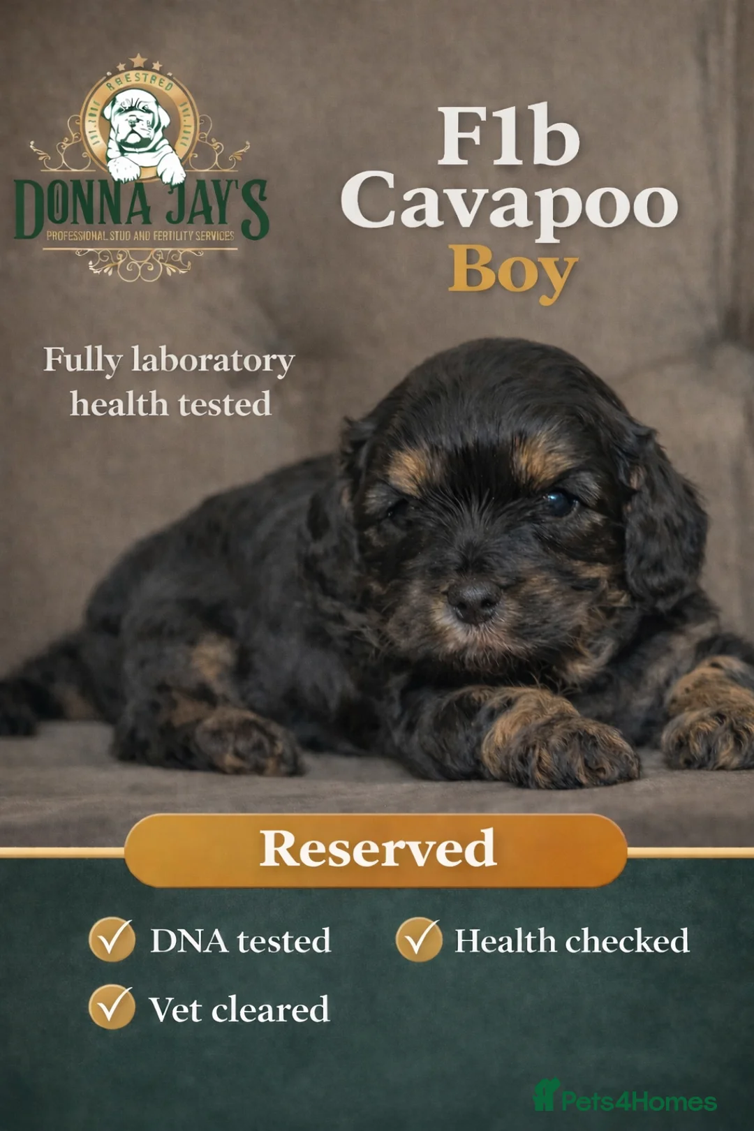 Cavapoo dogs for sale: Donna jays celebrity k9s 🌟🌟🌟🌟🌟  - Advert 1