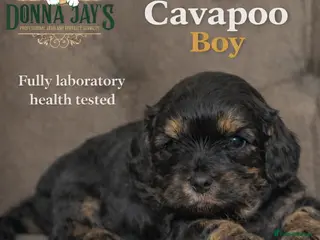Cavapoo dogs Donna jays celebrity k9s 🌟🌟🌟🌟🌟 - Advert 18