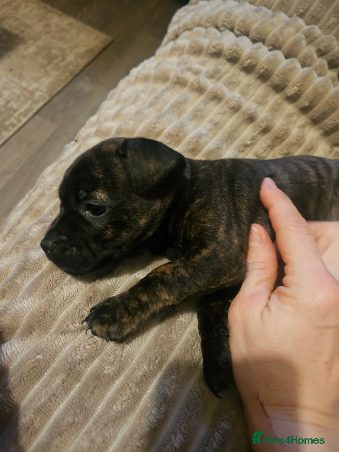 Mixed Breed dogs for sale: Staffy cross jacksui - Advert 31