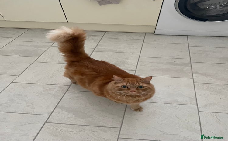 British Longhair cats - Advert 1