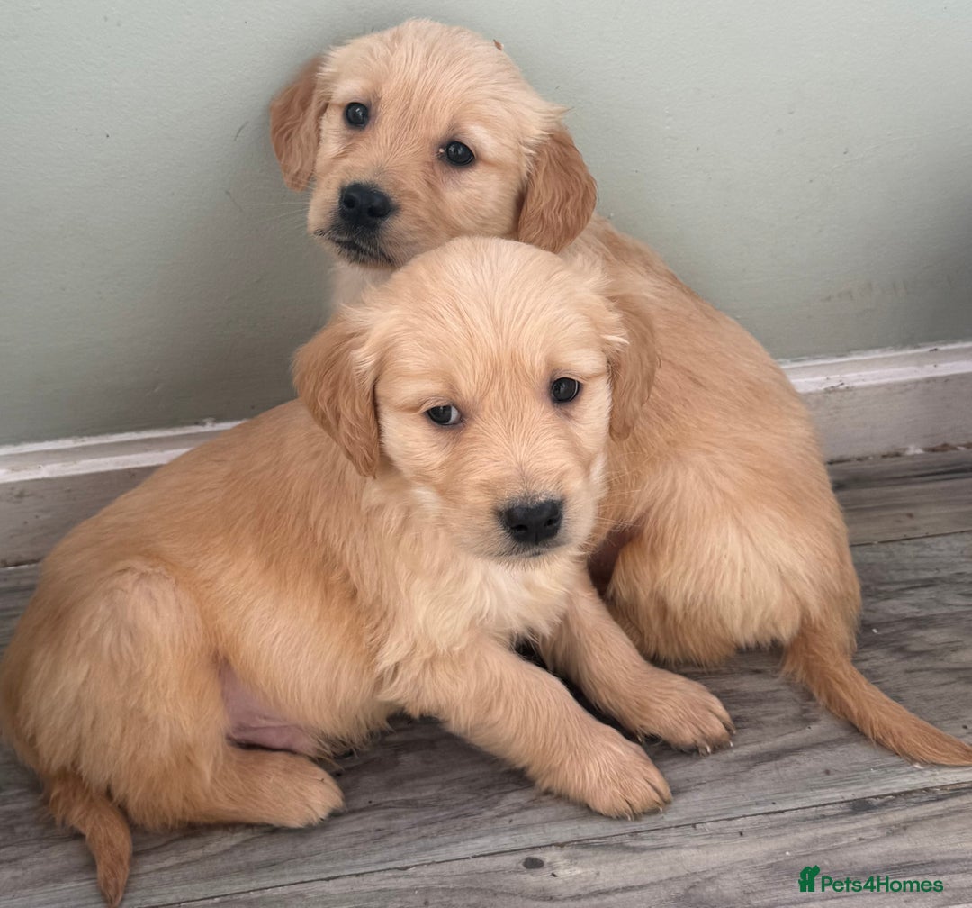 Golden Retriever dogs for sale: Chunky golden retriever pups - Advert 2