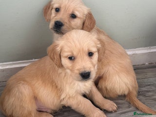 Golden Retriever dogs Chunky golden retriever pups - Advert 17