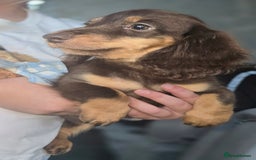Miniature Dachshund dogs for sale: Miniature Dachshund - Image 4