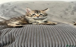 Mixed Breed cats for sale: Pixie bob mixed kittens - Image 15