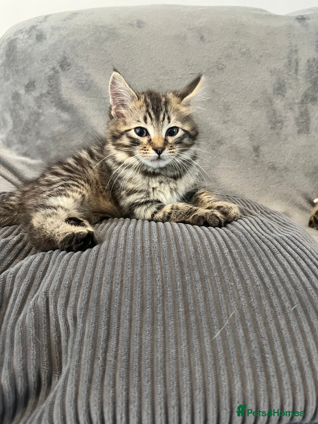 Mixed Breed cats for sale: Pixie bob mixed kittens - Image 15