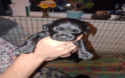 Mixed Breed dogs for sale: Miniature Poodle cross french bulldog puppies  - Image 19