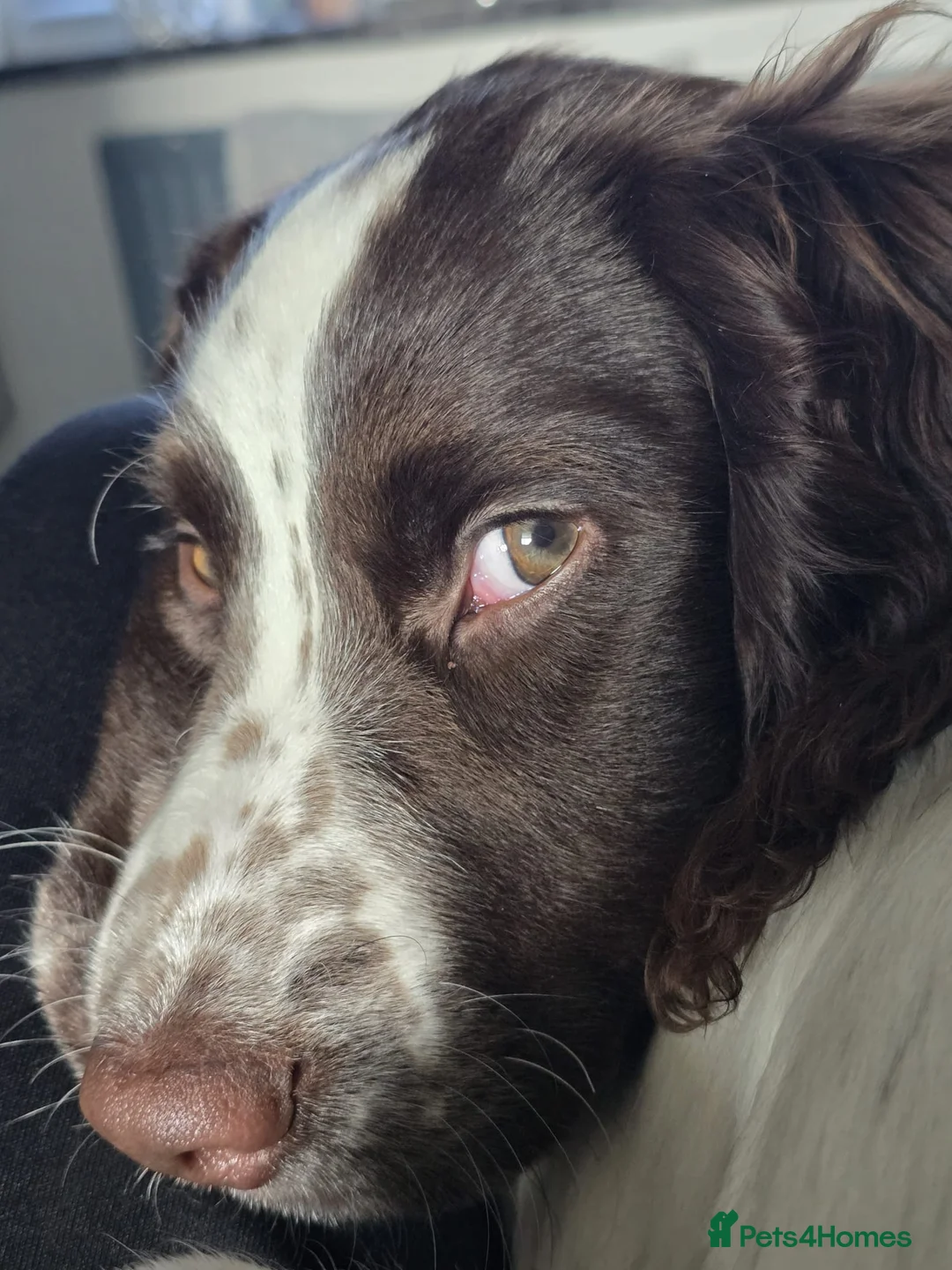Mixed Breed dogs for sale: Sprocker spaniel in Hartlepool - Advert 2