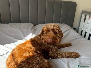 Cockapoo dogs for sale: Cockapoo - Advert 1