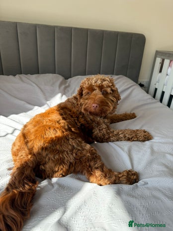 Cockapoo dogs Cockapoo - Advert 9