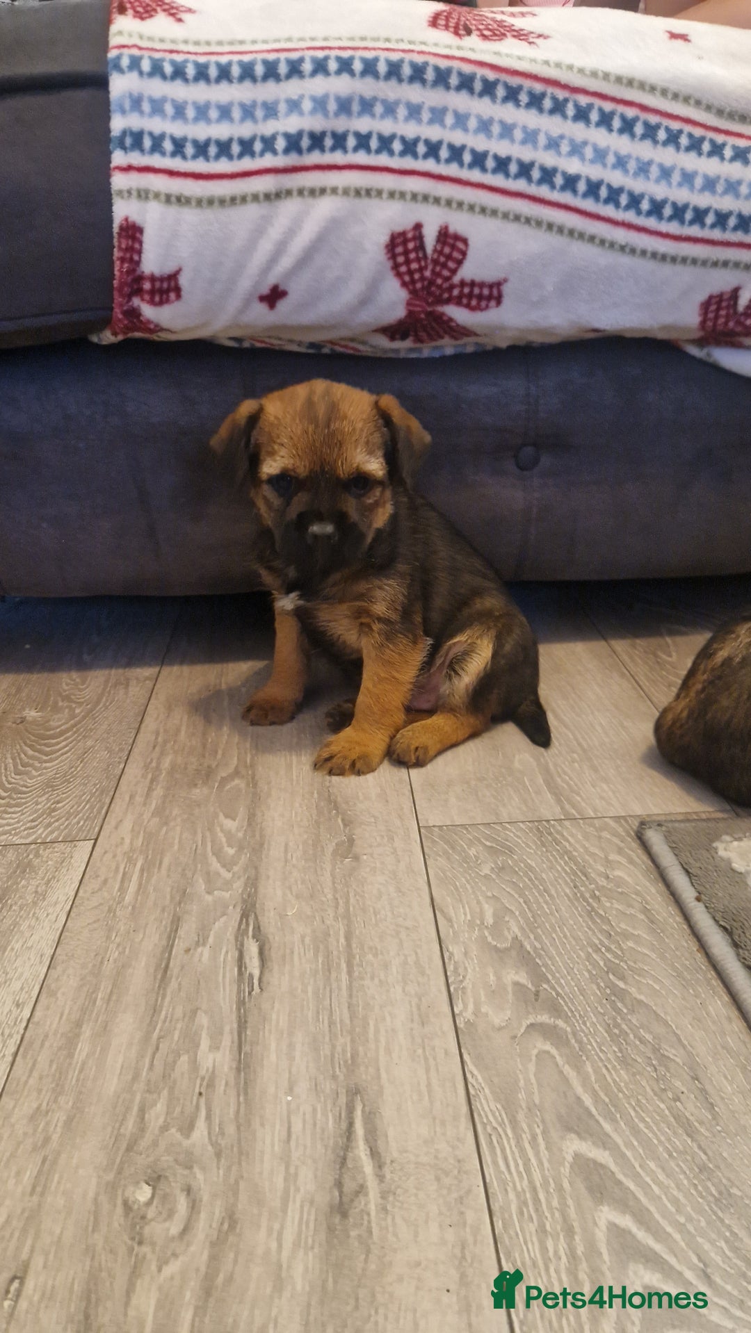Border Terrier dogs for sale: 2 excellent show quality border terrier dog pups - Advert 3