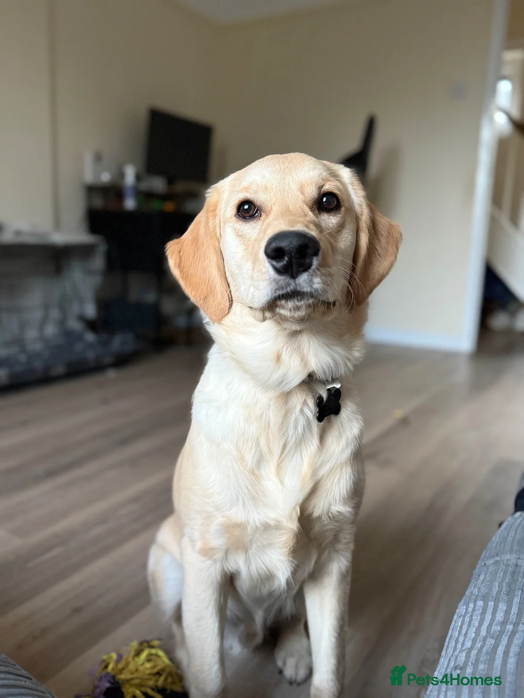 Golden Retriever dogs for sale: 7 month old golden retriever  - Advert 2