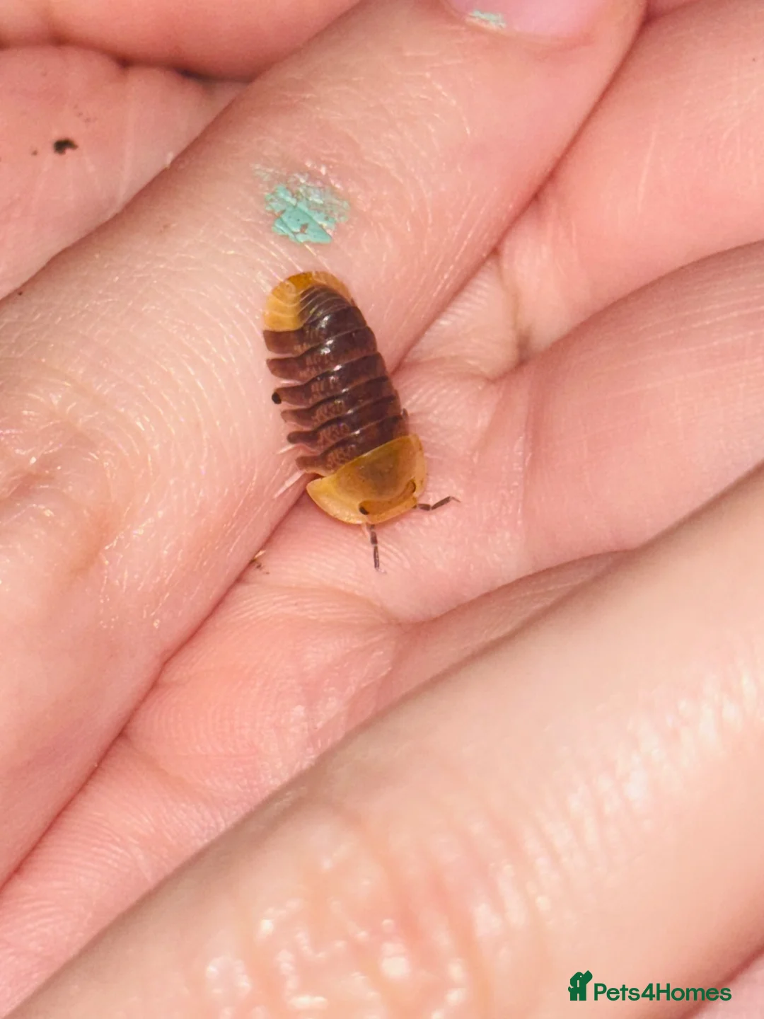 Isopods invertebrates for sale: Rubber Ducky isopods  - Advert 2