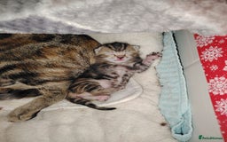 Mixed Breed cats for sale: Two female kitten's available  - Image 11