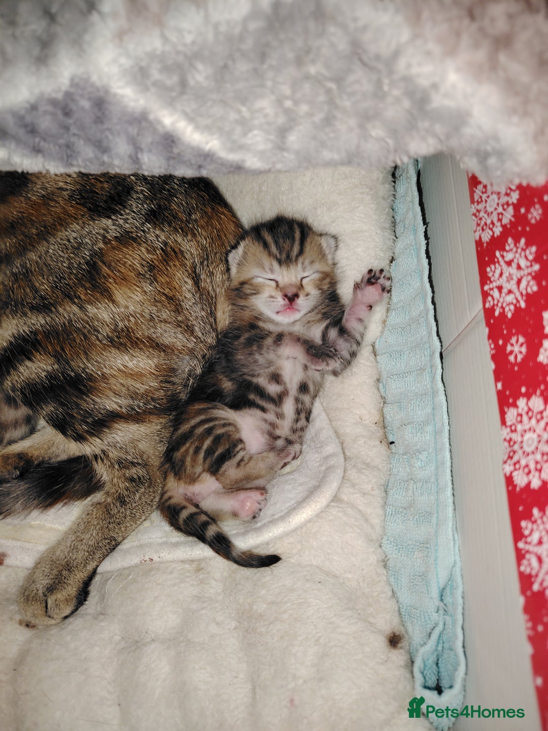 Mixed Breed cats for sale: Two female kitten's available  - Image 11