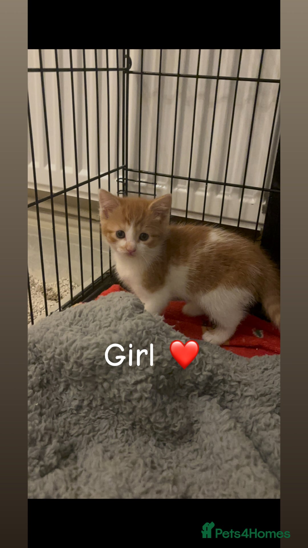 Mixed Breed cats for sale: 8 week old kittens - Advert 6