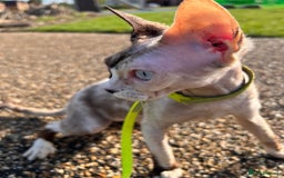 Sphynx cats for sale: Sphynx Cat - Image 4