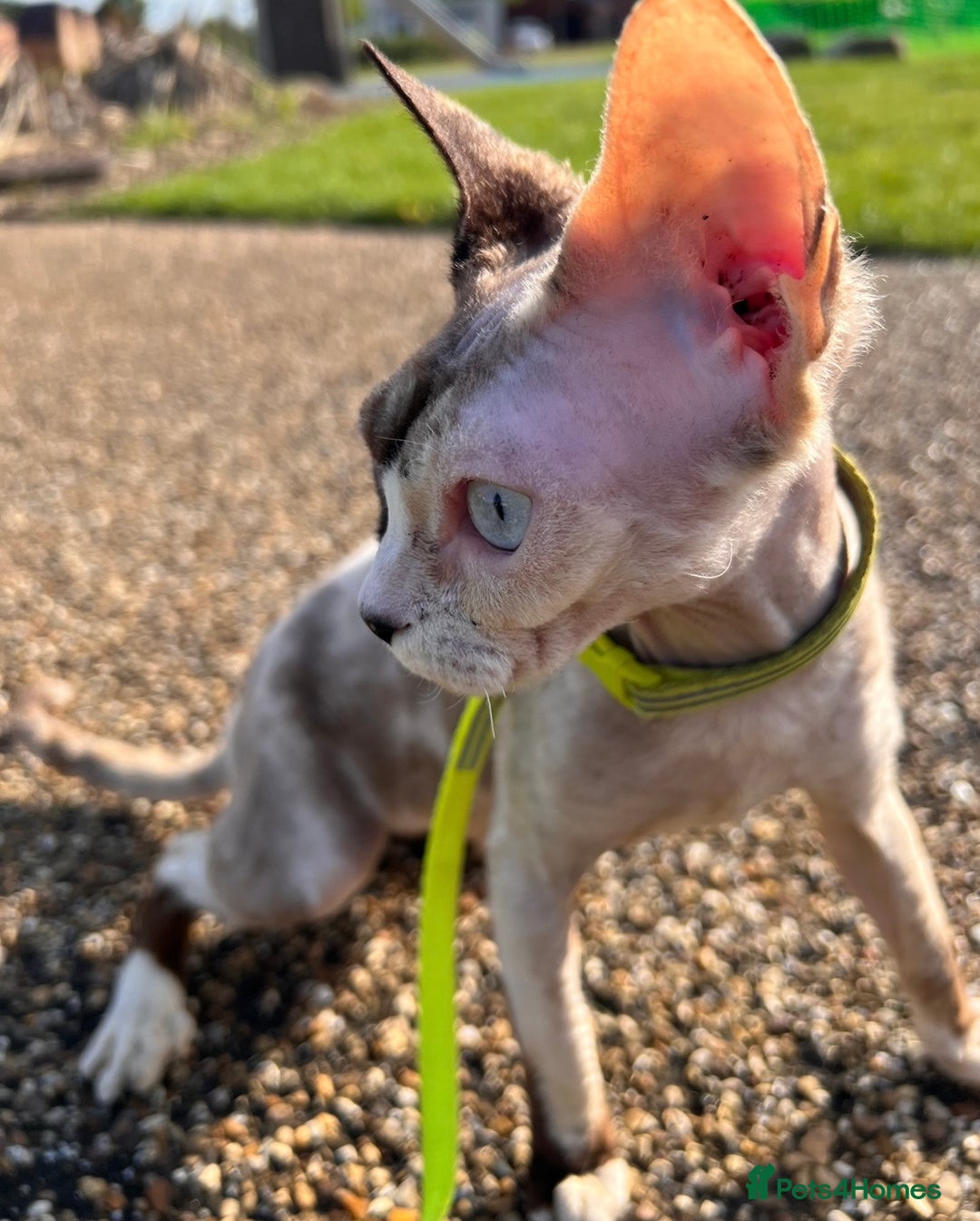 Sphynx cats for sale: Sphynx Cat - Image 4