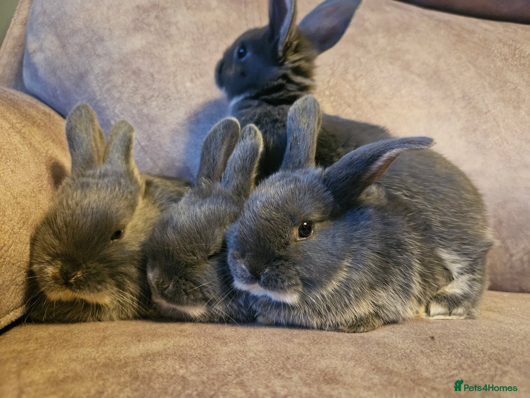Mixed Breed rabbits for sale: 8 week old grey blue otter netherland dwarf x - Advert 8