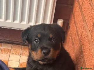 Rottweiler dogs Rottweiler Last Beautiful Girl available - Advert 5