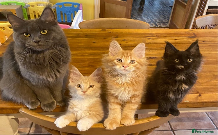 Maine Coon cats - Advert 1