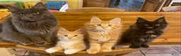Maine Coon cats for sale: Beautiful Maine Coon Kitten - Champion Lines - Advert 4