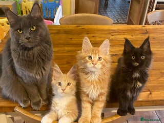 Maine Coon cats - Advert 10