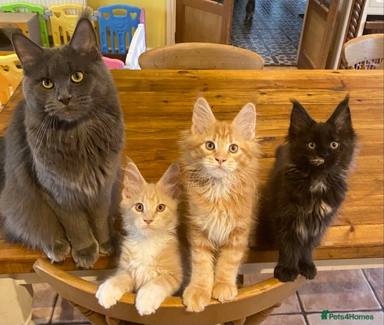 Maine Coon cats - Advert 1