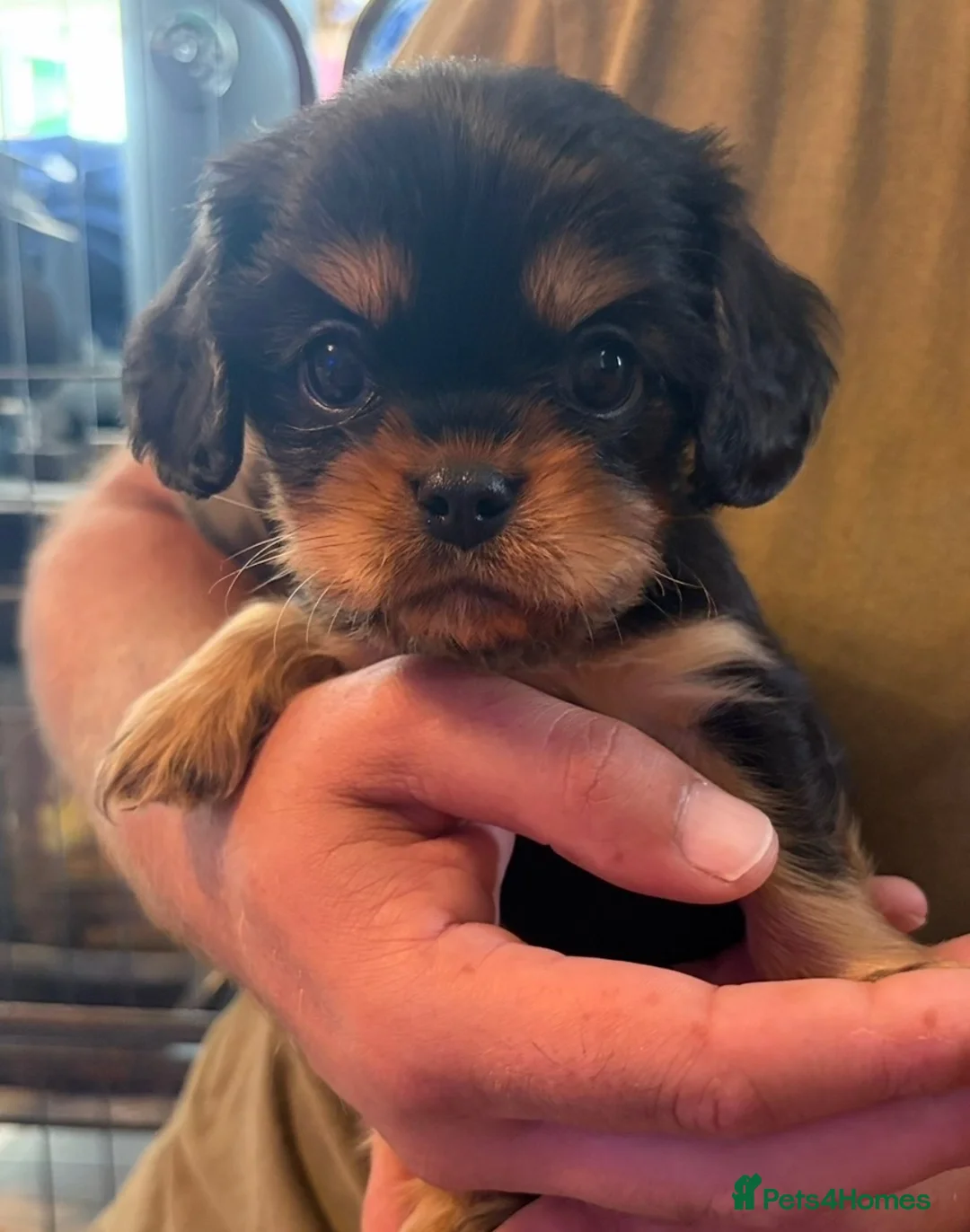 Cavalier King Charles Spaniel dogs for sale: Beautiful CKCS Boys  - Advert 2