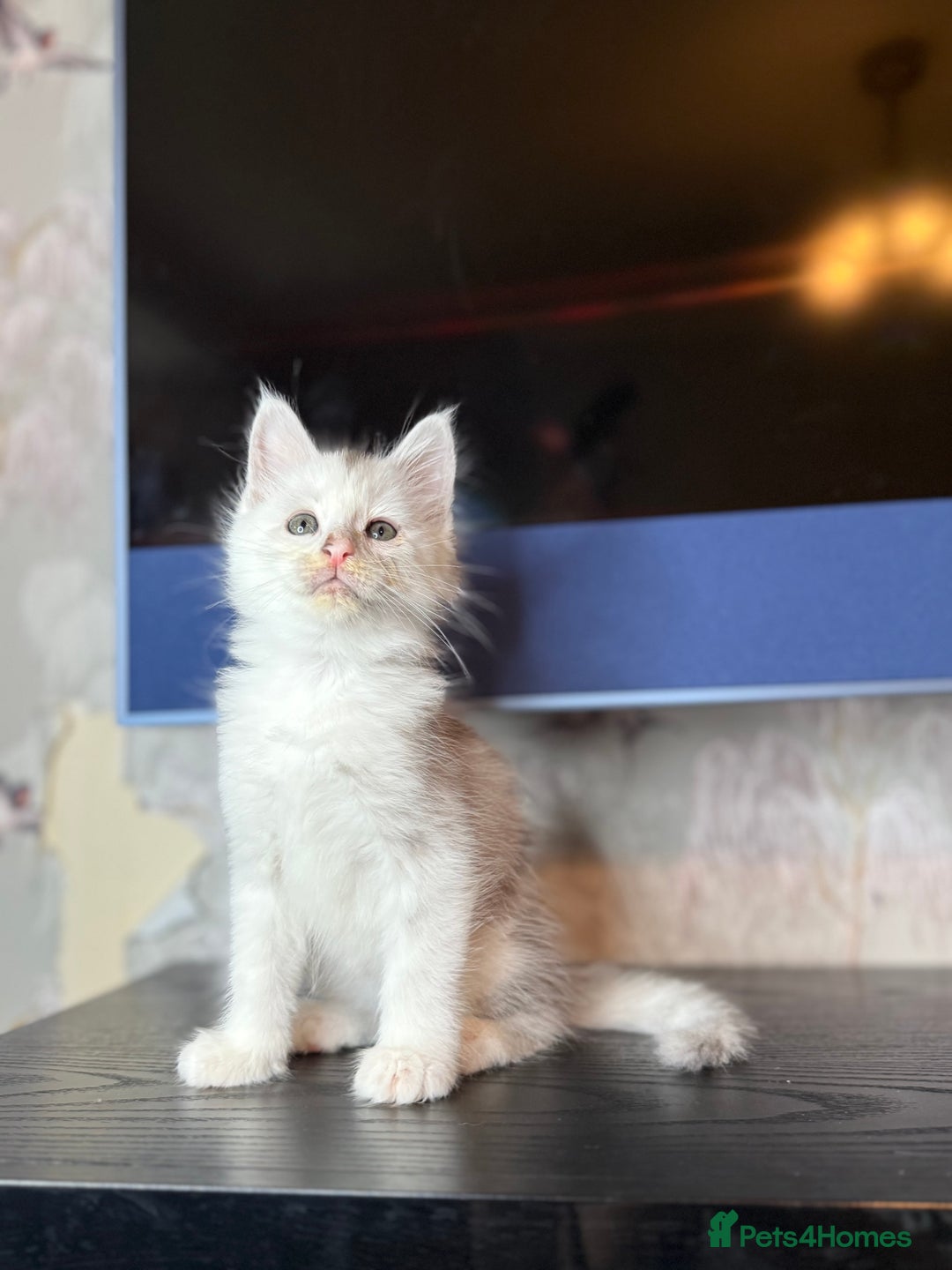 Maine Coon cats for sale: Outstanding Blue Silver Shaded Maine Coon Kittens - Image 8