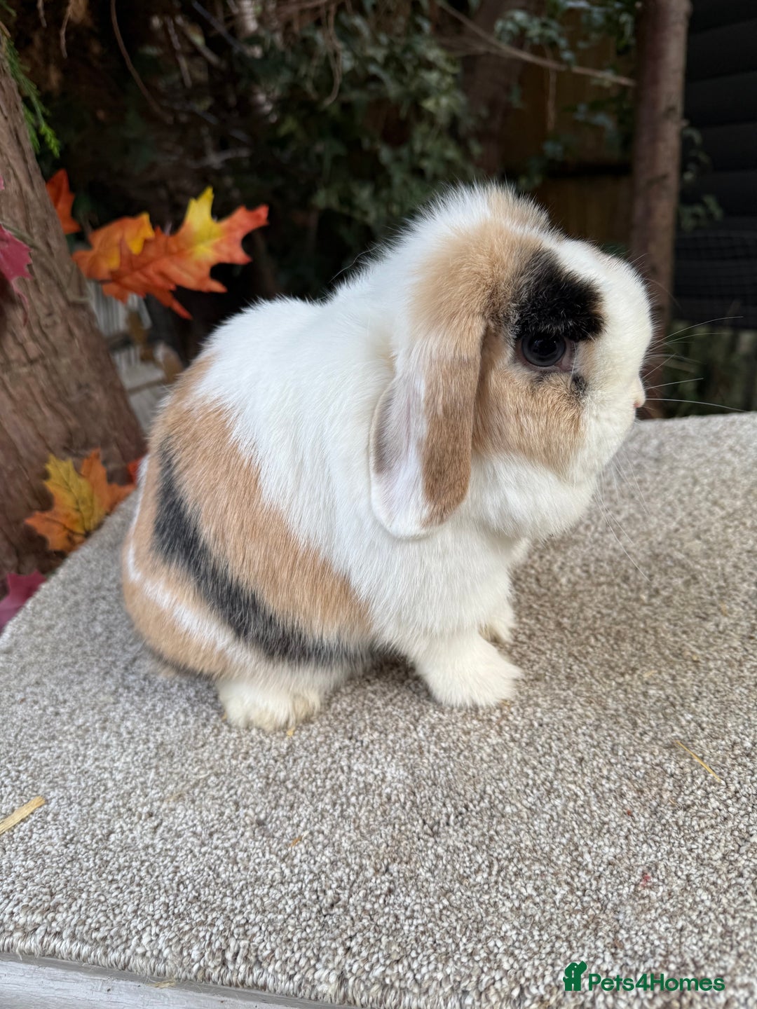 Mini Lop rabbits for sale: Two mini lop sisters available  - Advert 3