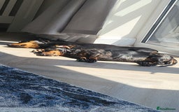 Miniature Dachshund dogs for sale: 2x Miniature Dachshund  - Image 6