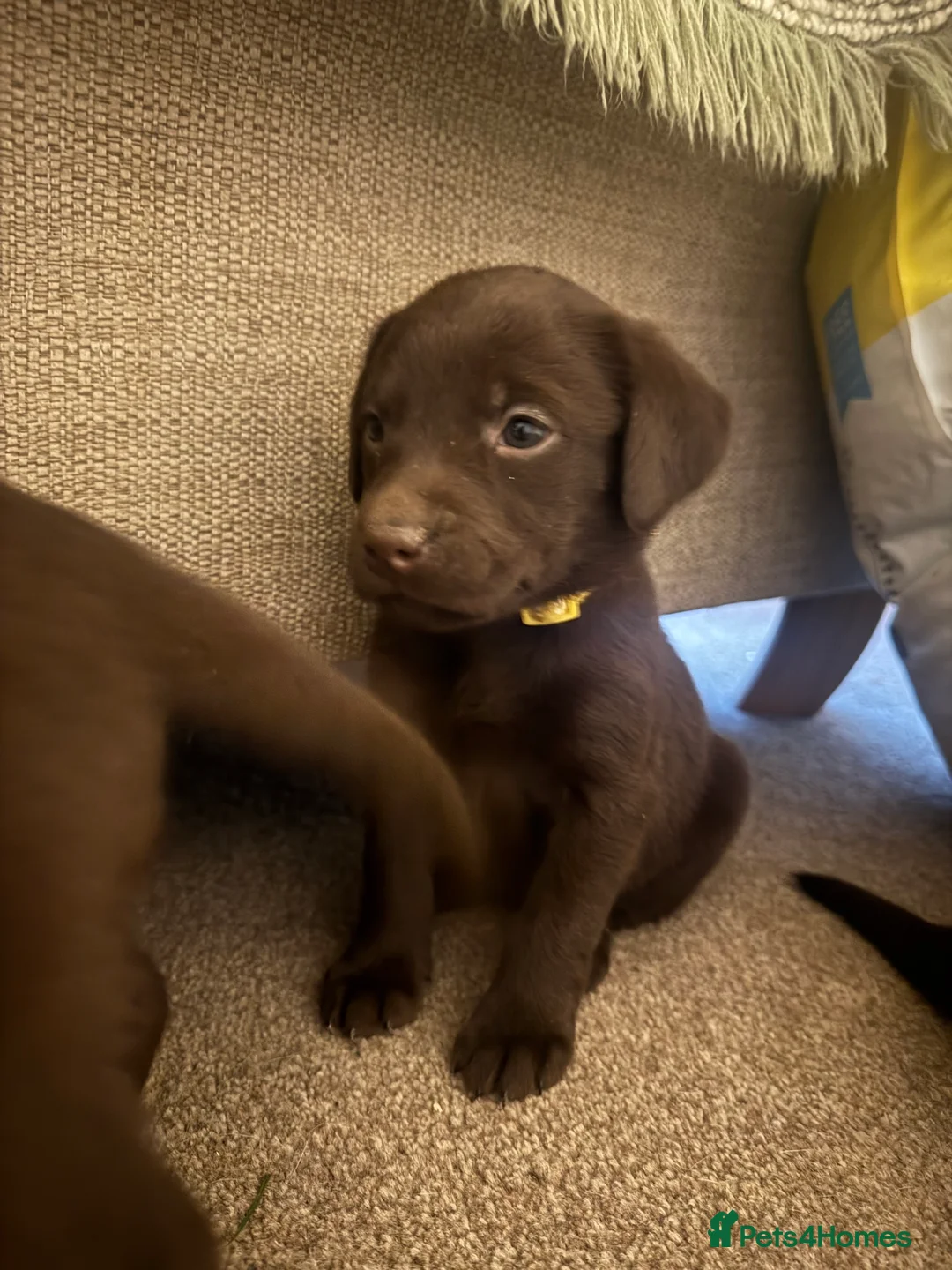 Labrador Retriever dogs for sale: Beautiful Chocolate and Yellow working Labradors  - Advert 6