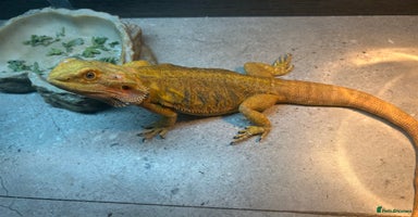 Bearded Dragon reptiles - Advert 3