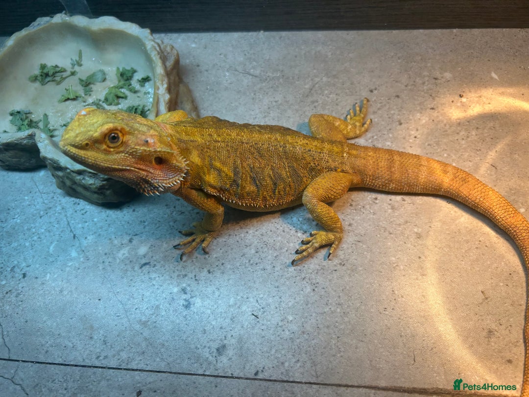 Bearded Dragon reptiles for sale: Bearded dragon leather back with 3 foot viv - Image 2