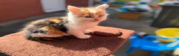 Mixed Breed cats for sale: Mixed ragdolls - Advert 4