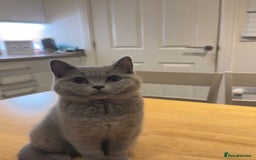 British Shorthair cats for sale: Gorgeous British Shorthair Kittens Chunky, Loving  - Image 12