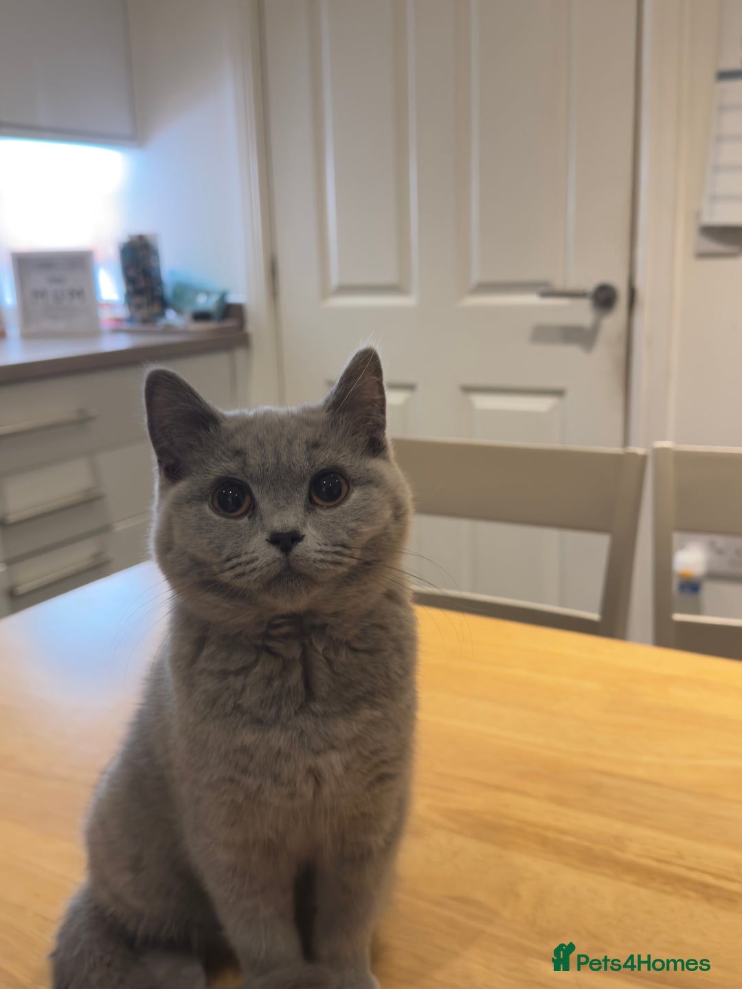 British Shorthair cats for sale: Gorgeous British Shorthair Kittens Chunky, Loving  - Image 12
