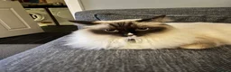 Ragdoll cats for sale: Ragdoll - Advert 11