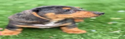 Miniature Dachshund dogs for sale: ⭐️Tiny Health tested mini dachshunds ⭐️ 🦴🐶🐾🐾 - Advert 6