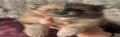 Pomeranian Puppy 6