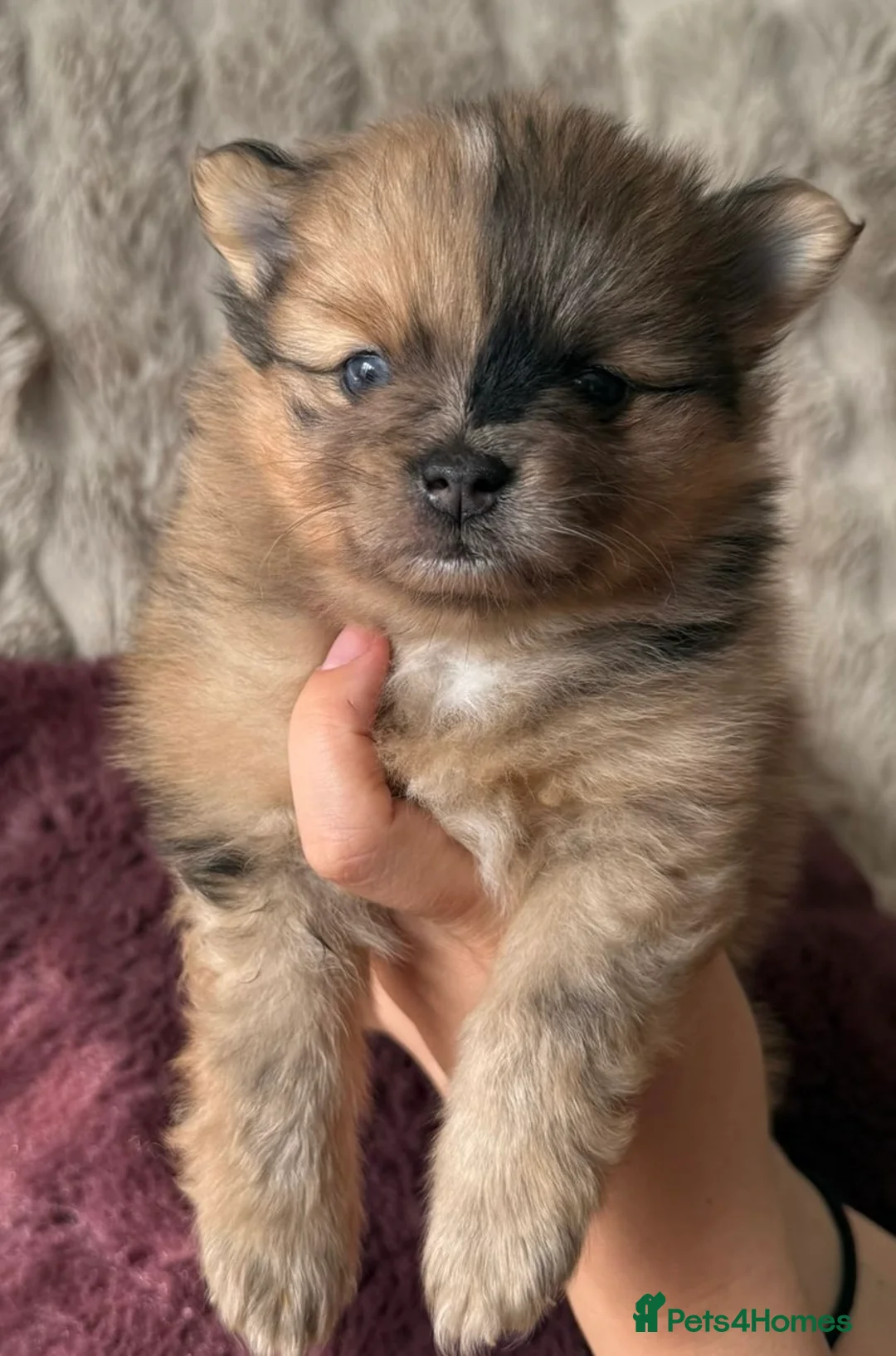 Pomeranian dogs for sale: Pomeranian  - Advert 31