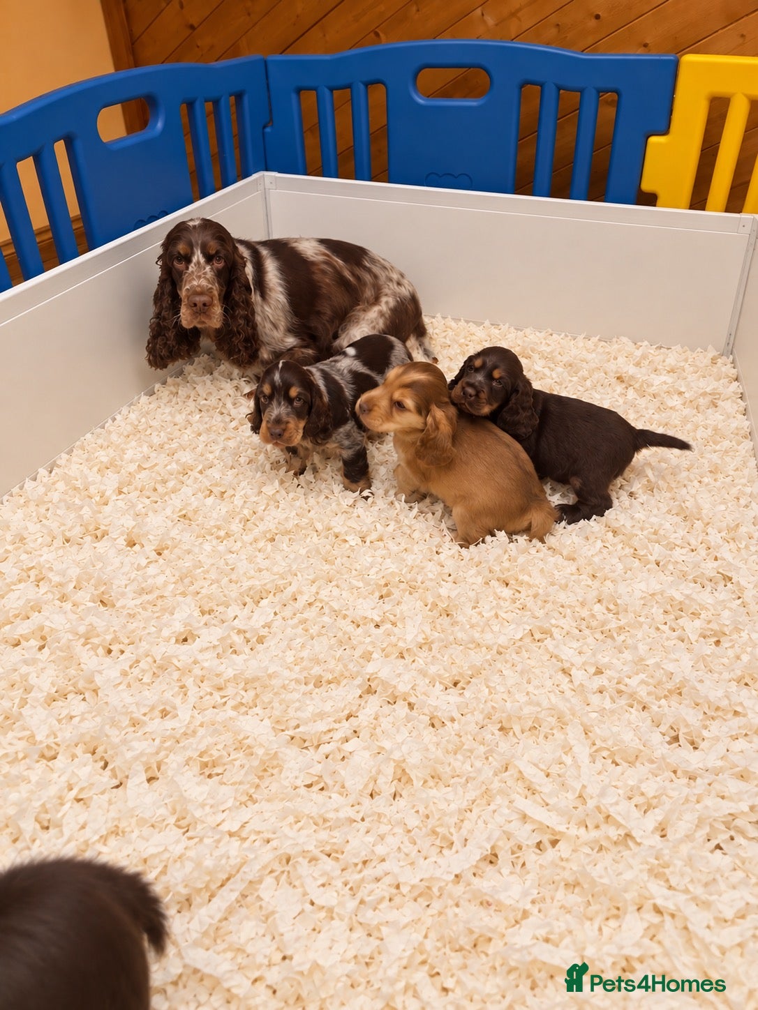 Cocker Spaniel dogs Fabulous show cockers - Advert 2