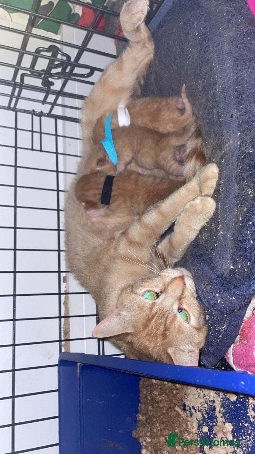 Mixed Breed cats Beautiful ginger male kittens - Advert 12