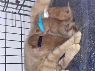 Mixed Breed cats Beautiful ginger male kittens - Advert 12