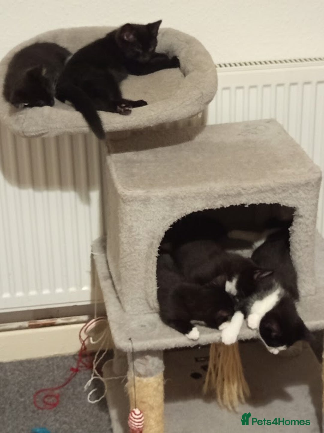 Mixed Breed cats for sale: Ready to leave 4 adorable kittens - Advert 2