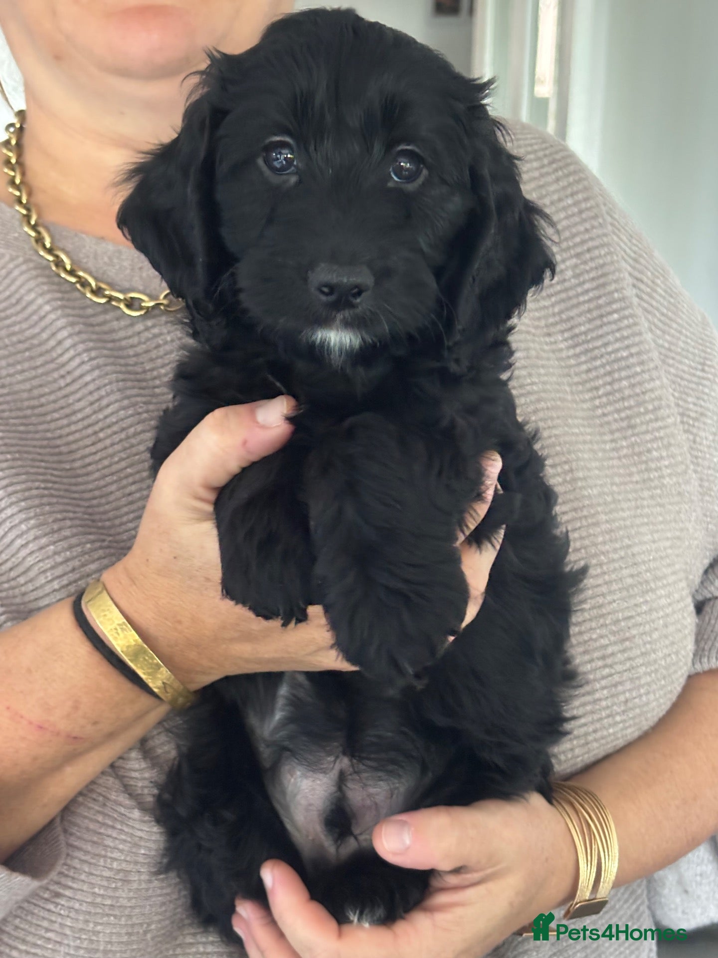 Cockapoo dogs Only one beautiful black boy available to view - Advert 2