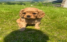 Cavalier King Charles Spaniel dogs for sale: Stunning cavalier King Charles spaniel puppies. - Image 10