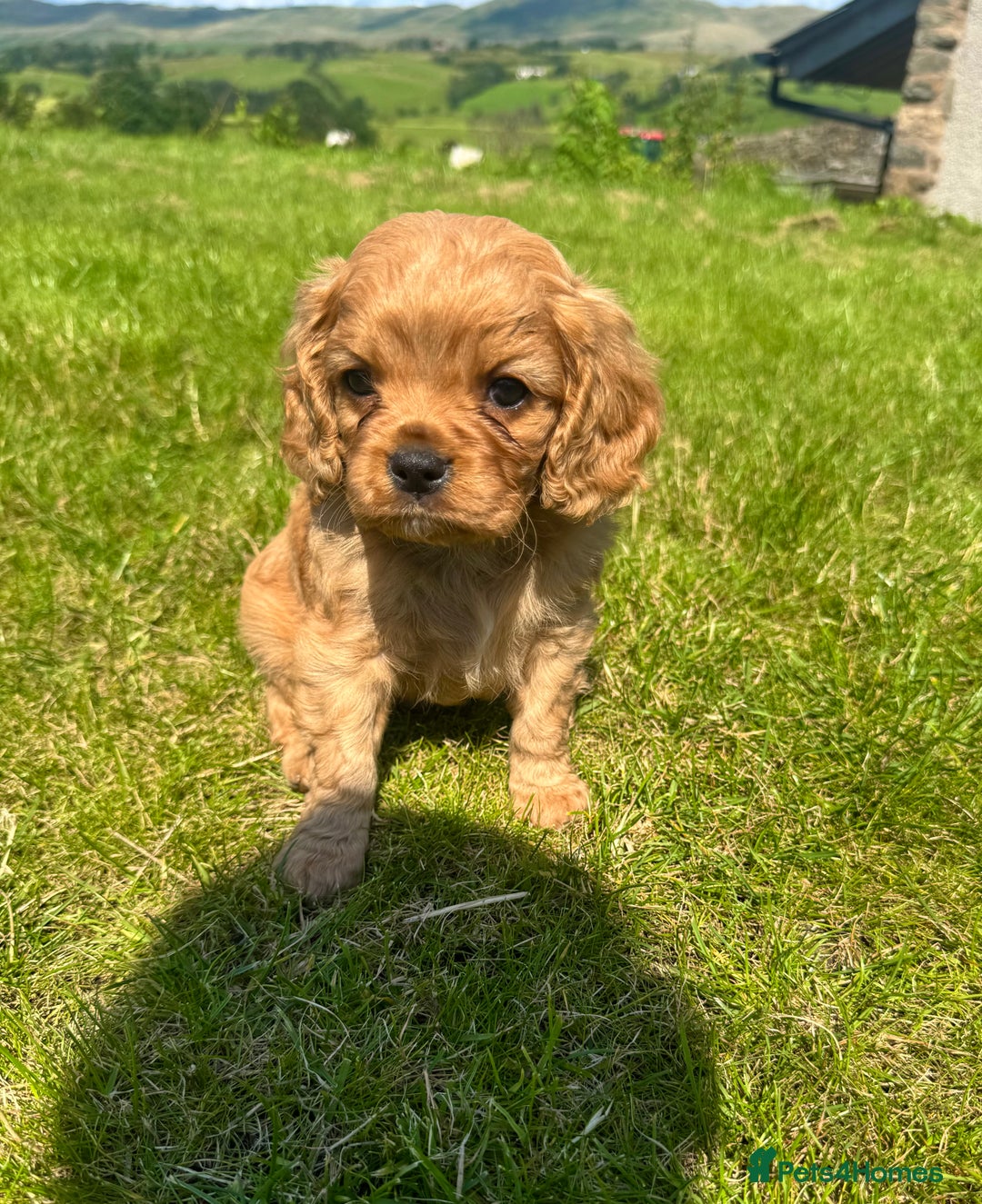 Cavalier King Charles Spaniel dogs for sale: Stunning cavalier King Charles spaniel puppies. - Image 10